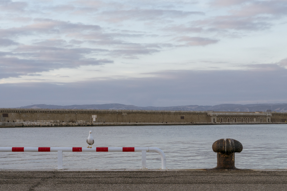 Un gabian semble prendre la pose pour la photo avec pour décor le Port Autonome de Marseille.