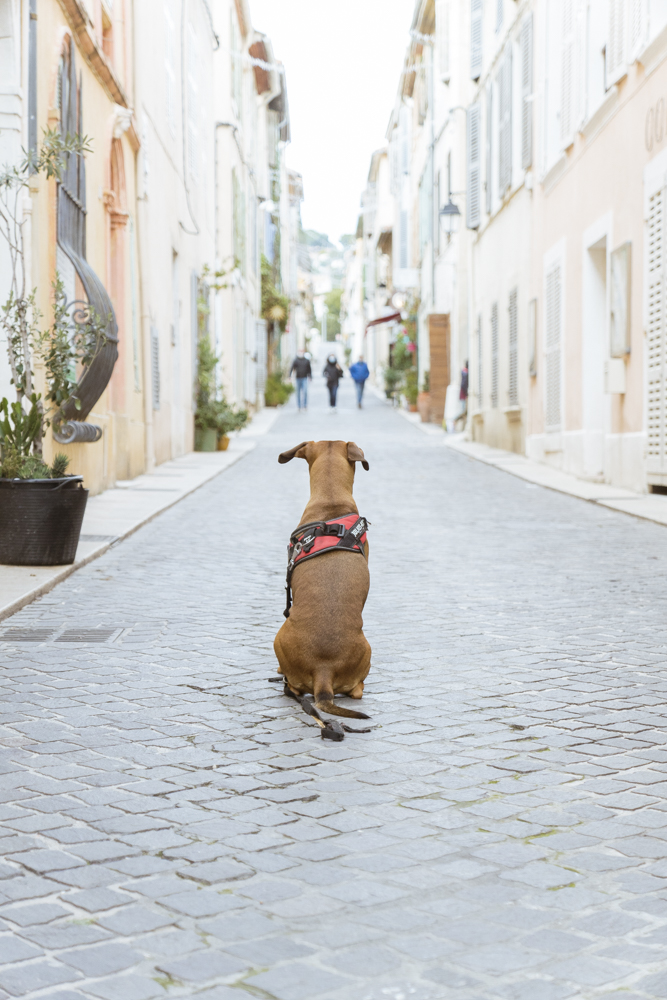 Un chien assi au milieu d'une rue observe trois personnes au loin.