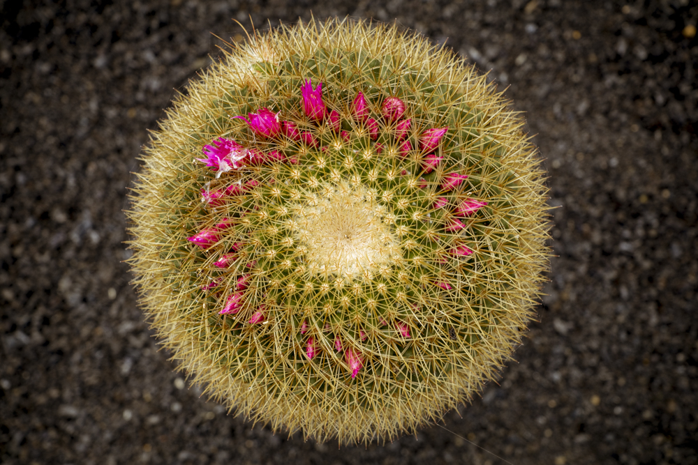 Un cactus orné de fleurs roses contraste avec un sol de roche noir volcanique.