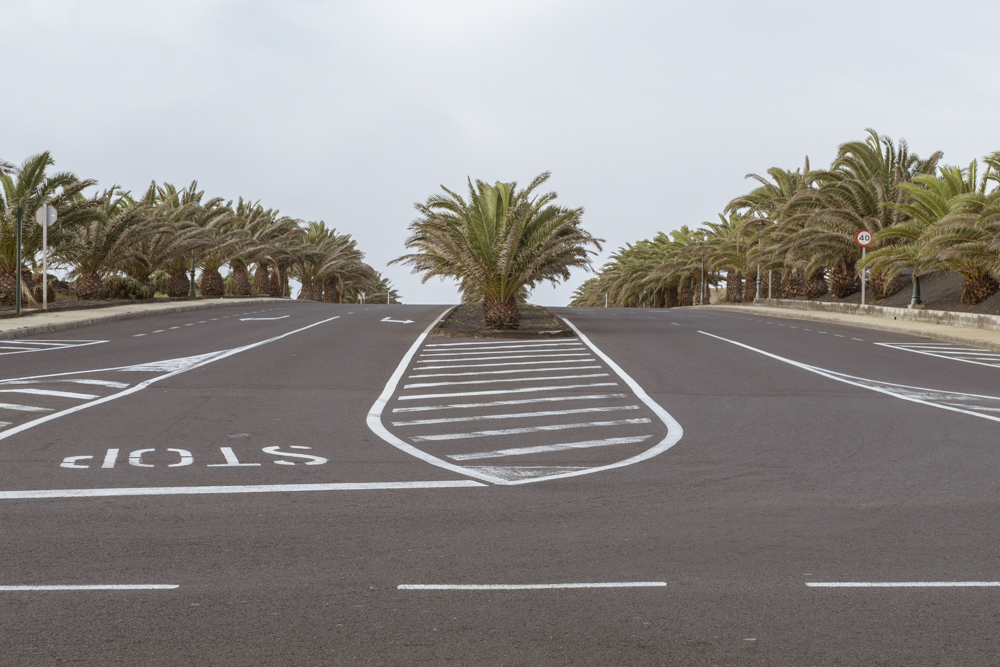 Des palmiers partout à Lanzarote, même sur le milieu des routes.