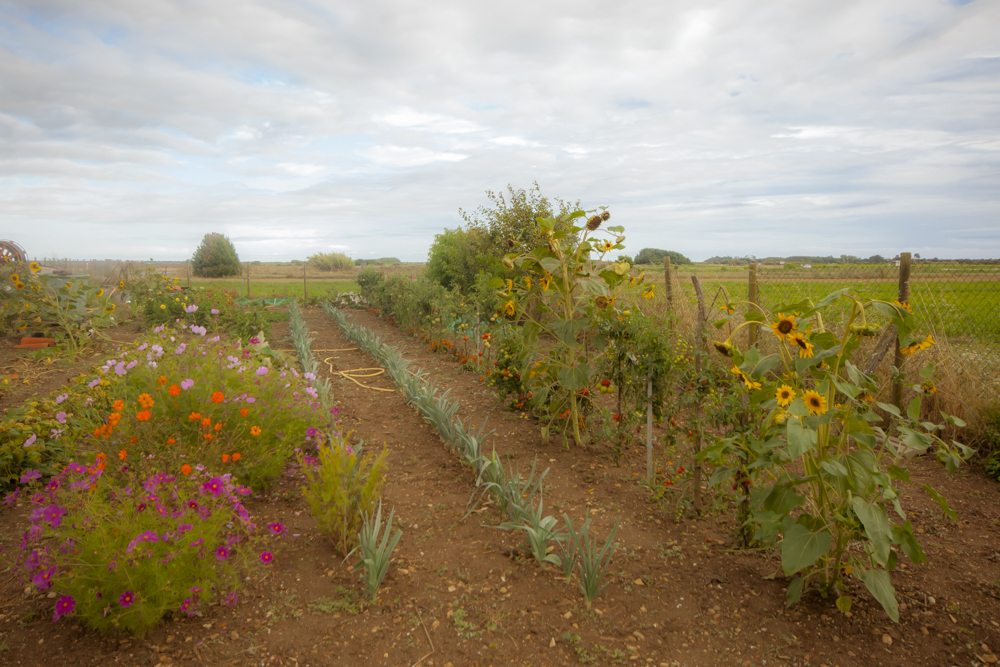 Un potager avec ses arbustes fleuris, ses tournesol et des poireaux parfaitement alignés.