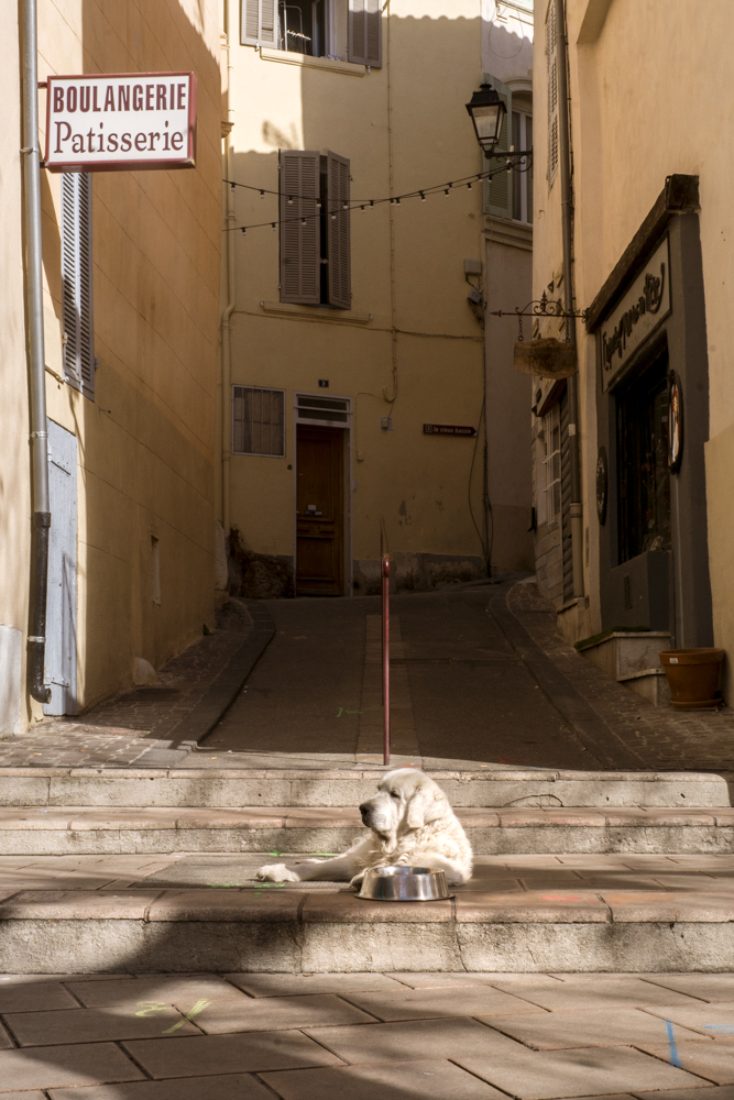 Un chien des Pyrénées couché à côté de sa gamelle d'eau, prend le soleil devant un escalier sur une petite palce du village d'Allauch.