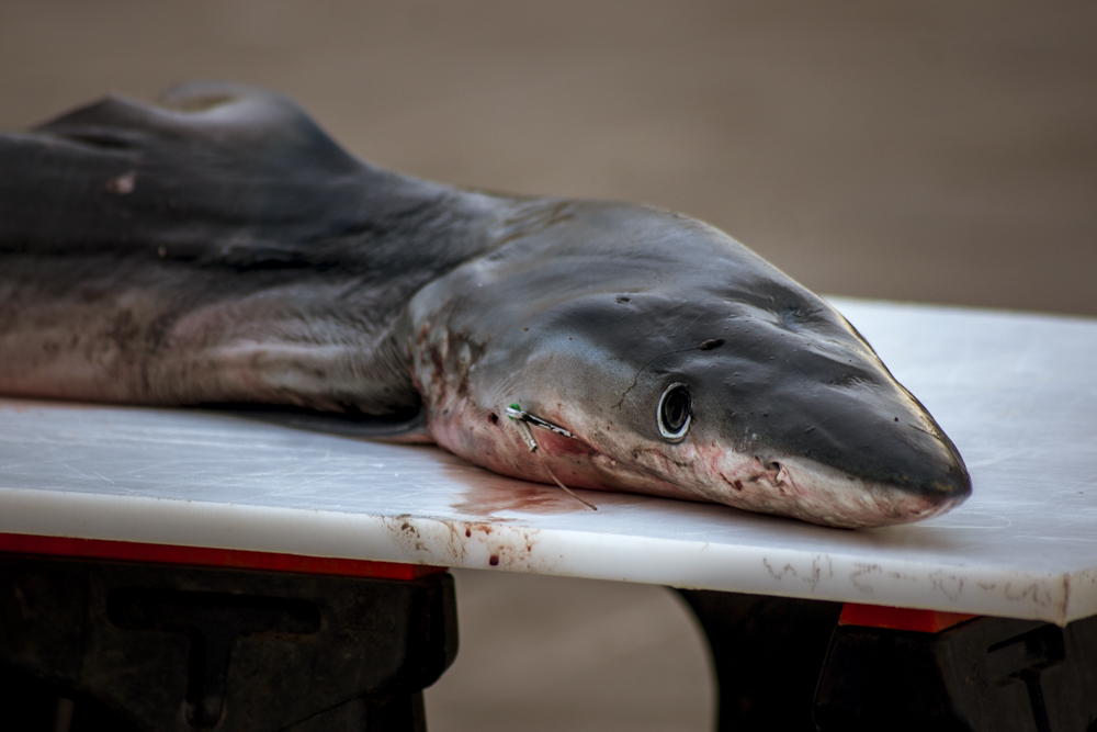 Un requin fraichement péché sur un étal d'un pêcheur sur le Vieux-Port à Marseille.
